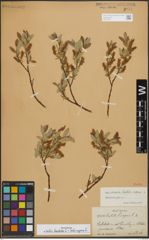 Foto von Salix hastata L. x Salix repens L.